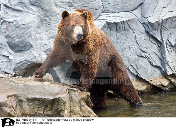 badender Kamtschatkabr / bathing Siberian bear / MBS-04411