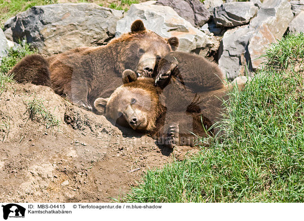 Kamtschatkabren / Siberian bears / MBS-04415