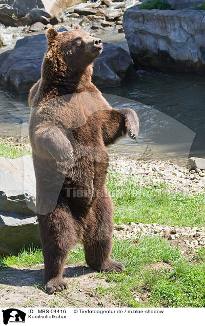 Kamtschatkabr / Siberian bear / MBS-04416