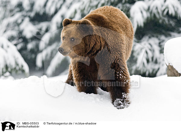 Kamtschatkabr / Kamtschatka bear / MBS-05503
