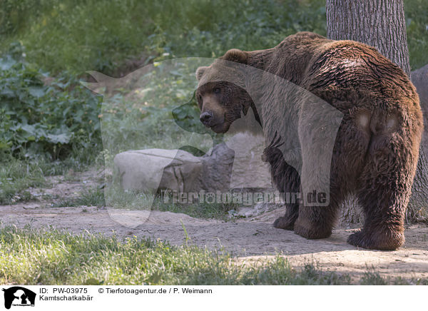 Kamtschatkabr / Kamchatkan brown bear / PW-03975