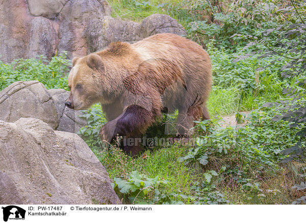 Kamtschatkabr / Kamchatkan Brown Bear / PW-17487