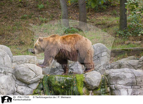 Kamtschatkabr / Kamchatkan Brown Bear / PW-17500
