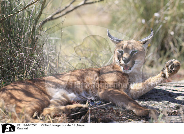 Karakal / caracal / JM-16757