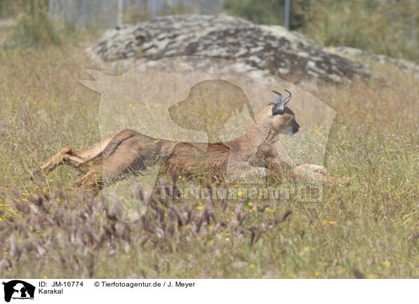 Karakal / caracal / JM-16774