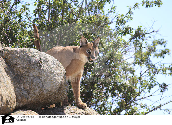 Karakal / caracal / JM-16781