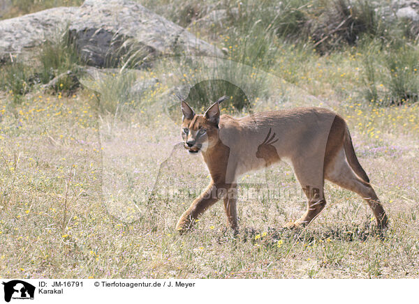 Karakal / caracal / JM-16791