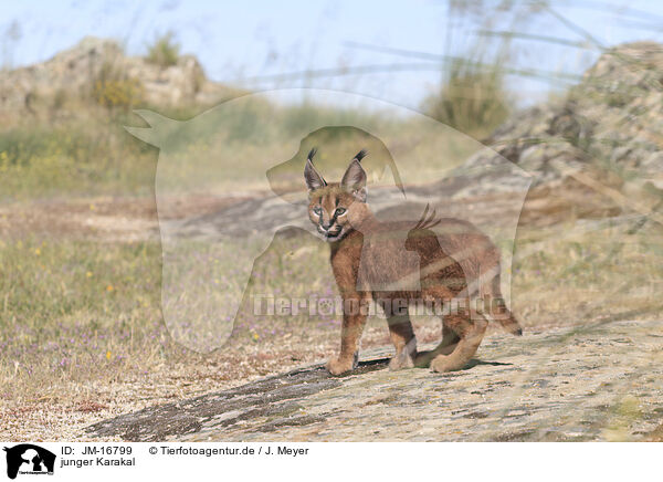 junger Karakal / young caracal / JM-16799