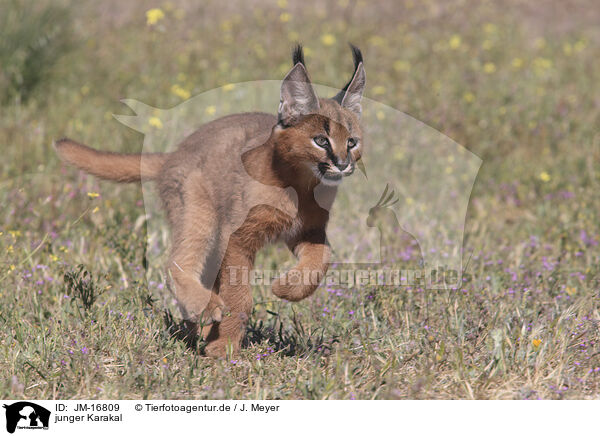 junger Karakal / young caracal / JM-16809