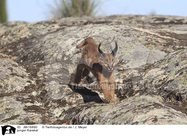 junger Karakal / young caracal / JM-16890