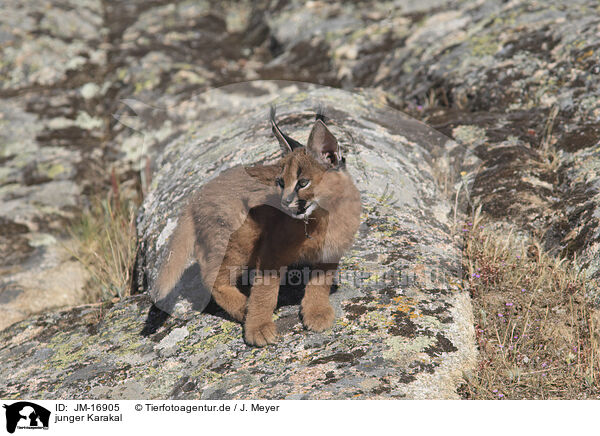 junger Karakal / young caracal / JM-16905