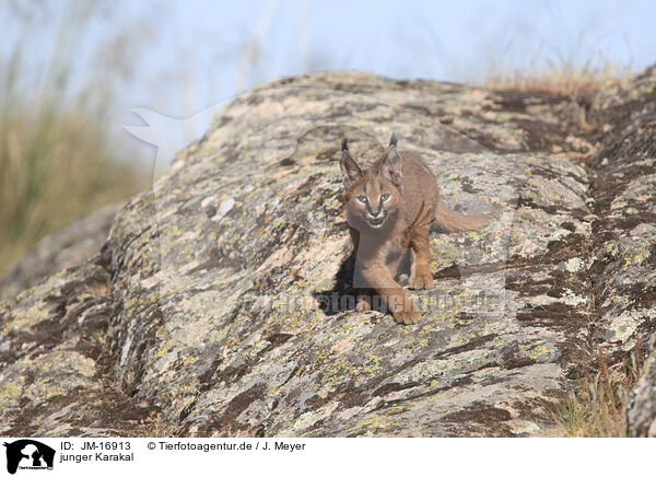 junger Karakal / young caracal / JM-16913