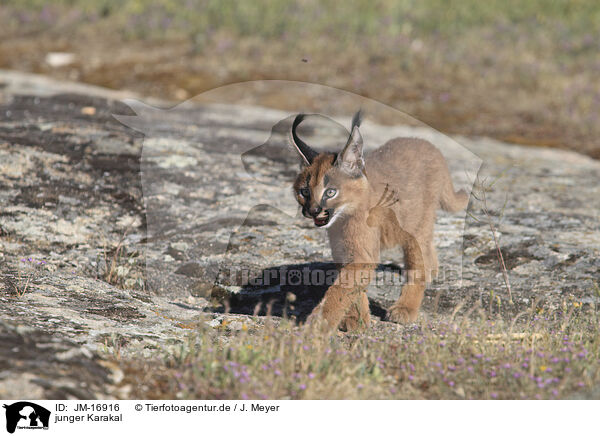 junger Karakal / young caracal / JM-16916