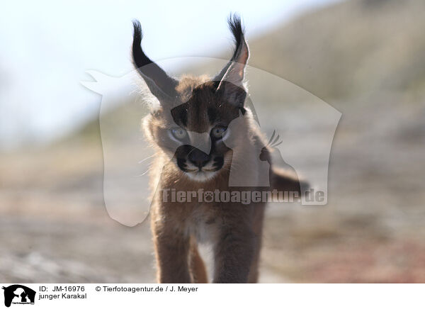 junger Karakal / young caracal / JM-16976