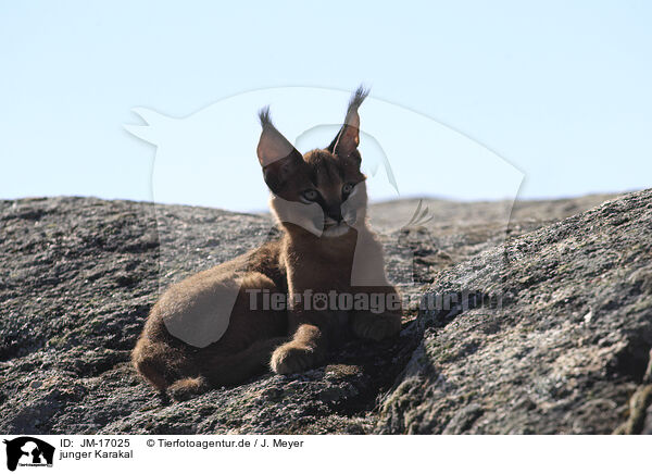 junger Karakal / young caracal / JM-17025