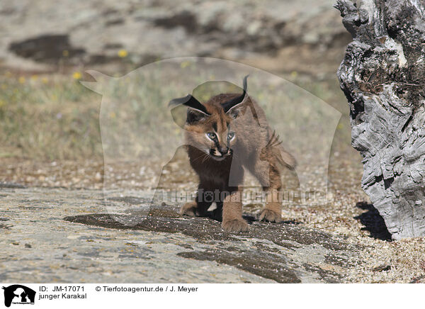 junger Karakal / young caracal / JM-17071