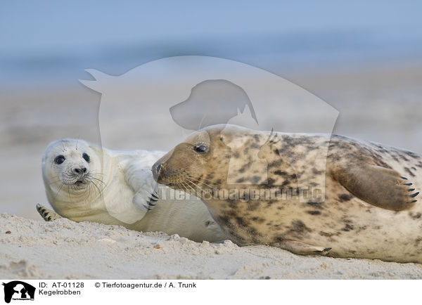 Kegelrobben / grey seals / AT-01128
