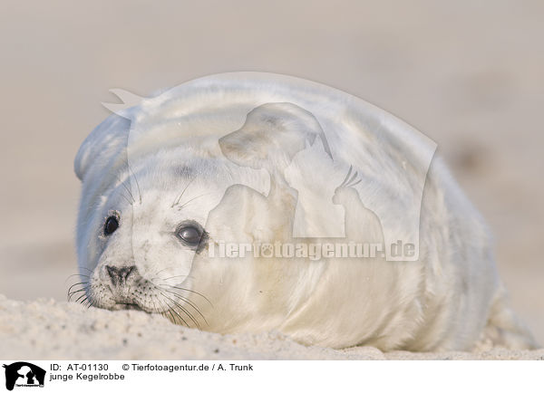 junge Kegelrobbe / young grey seal / AT-01130