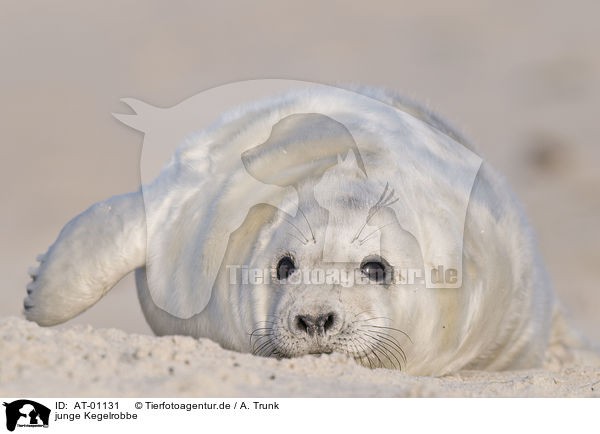 junge Kegelrobbe / young grey seal / AT-01131