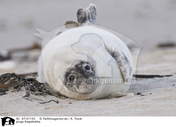 junge Kegelrobbe / young grey seal / AT-01133