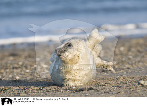junge Kegelrobbe / young grey seal / AT-01134