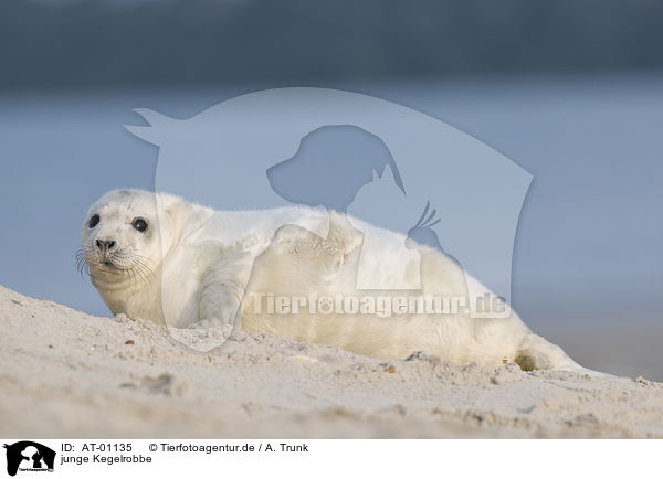 junge Kegelrobbe / young grey seal / AT-01135