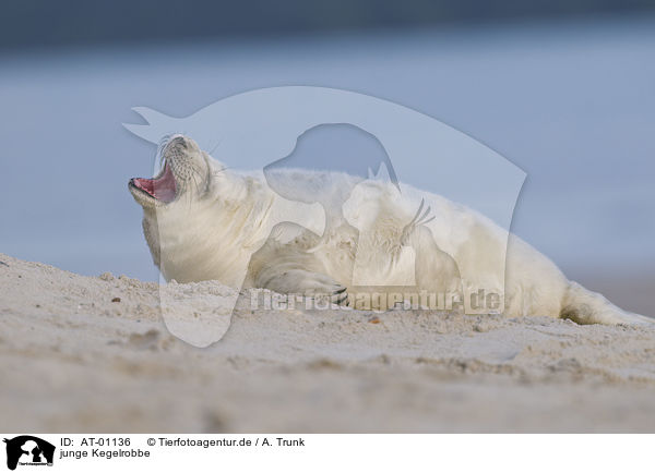 junge Kegelrobbe / young grey seal / AT-01136