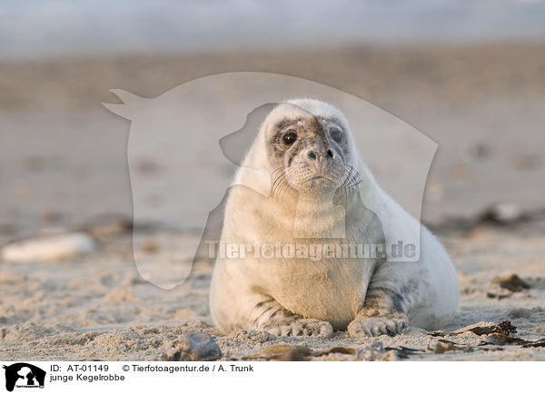 junge Kegelrobbe / young grey seal / AT-01149