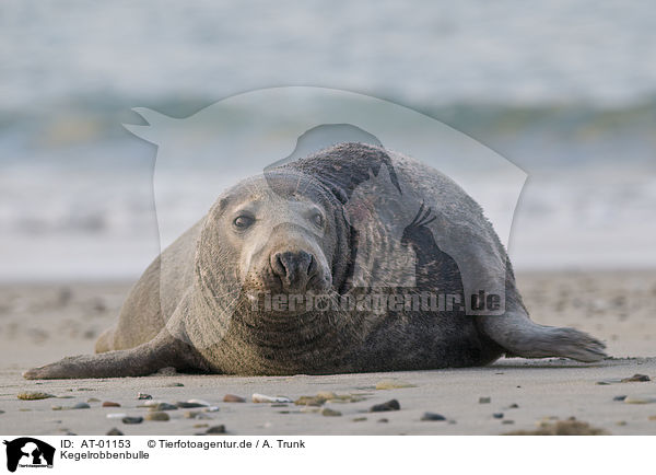 Kegelrobbenbulle / male grey seal / AT-01153