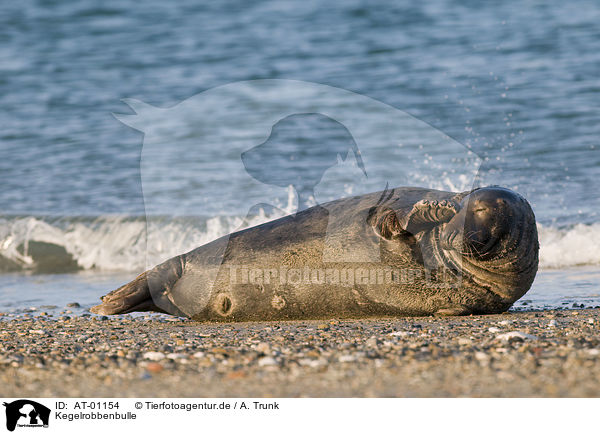 Kegelrobbenbulle / male grey seal / AT-01154