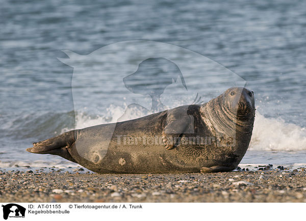 Kegelrobbenbulle / male grey seal / AT-01155