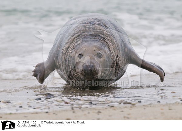 Kegelrobbenbulle / male grey seal / AT-01156