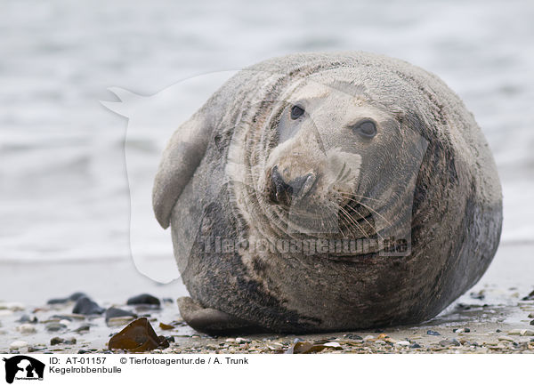 Kegelrobbenbulle / male grey seal / AT-01157