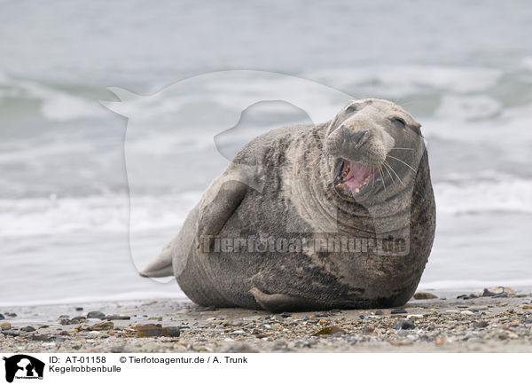 Kegelrobbenbulle / male grey seal / AT-01158