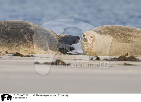 Kegelrobben / grey seals / THA-03081