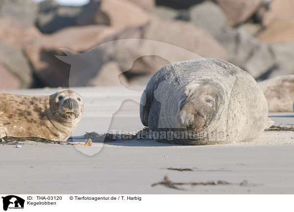 Kegelrobben / grey seals / THA-03120