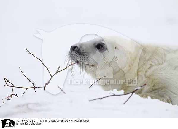 junge Kegelrobbe / young grey seal / FF-01235