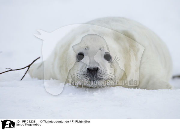 junge Kegelrobbe / young grey seal / FF-01238