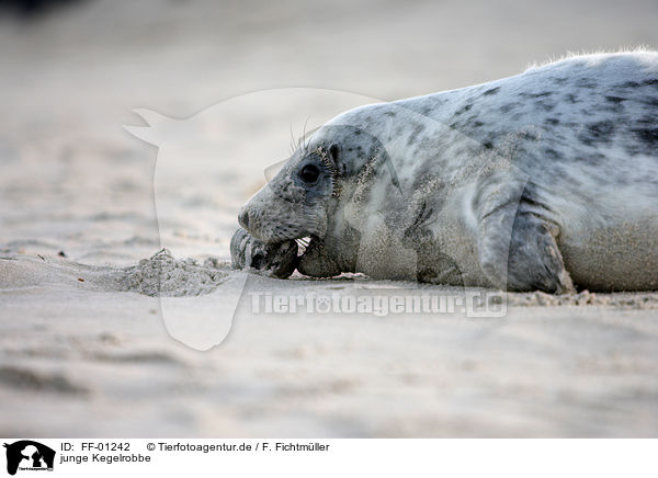 junge Kegelrobbe / young grey seal / FF-01242