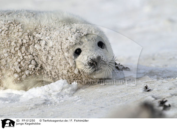 junge Kegelrobbe / young grey seal / FF-01250