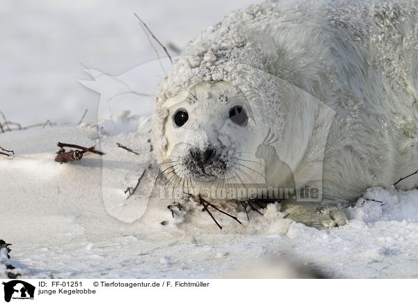 junge Kegelrobbe / young grey seal / FF-01251