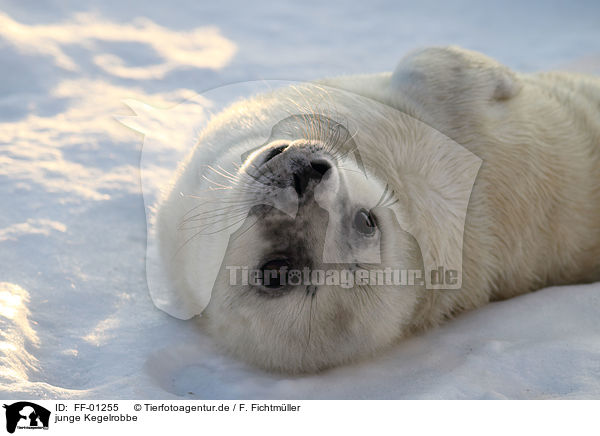 junge Kegelrobbe / young grey seal / FF-01255