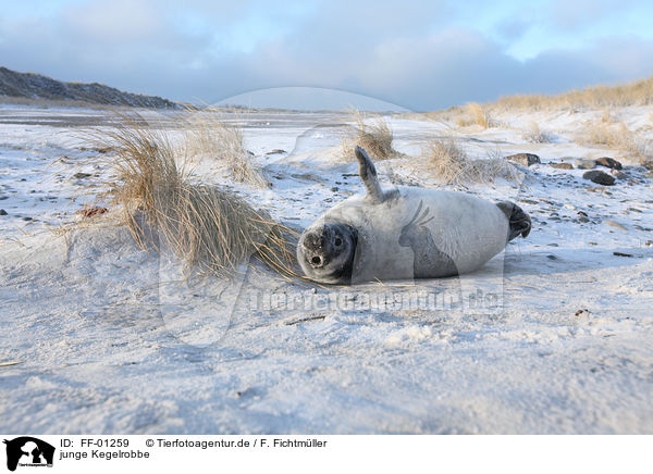 junge Kegelrobbe / young grey seal / FF-01259