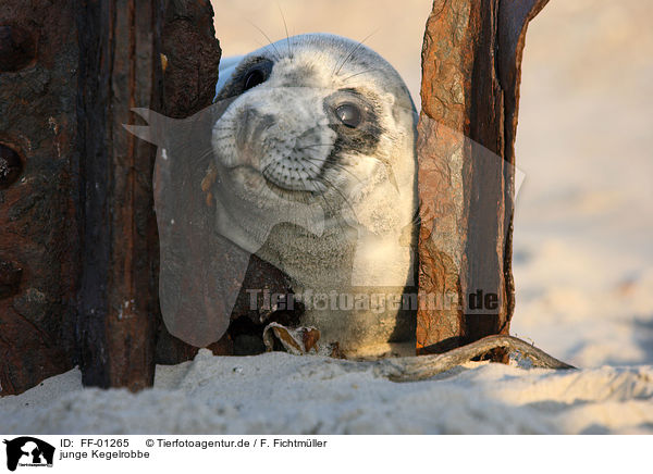 junge Kegelrobbe / young grey seal / FF-01265