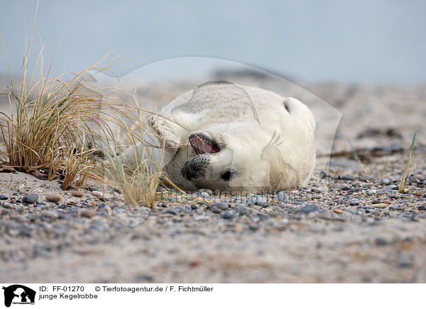 junge Kegelrobbe / young grey seal / FF-01270