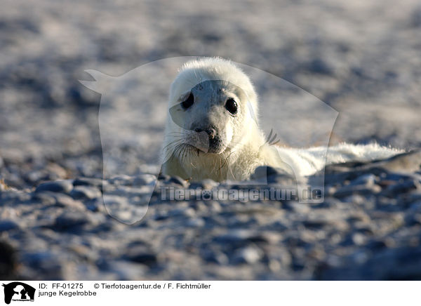 junge Kegelrobbe / young grey seal / FF-01275