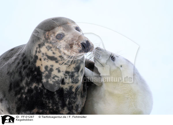 Kegelrobben / grey seals / FF-01287