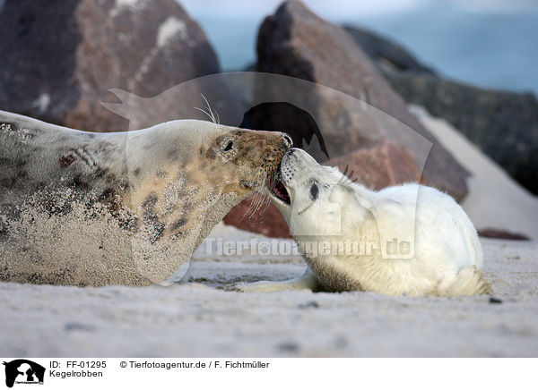 Kegelrobben / grey seals / FF-01295