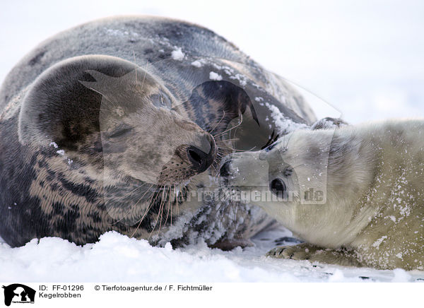 Kegelrobben / grey seals / FF-01296