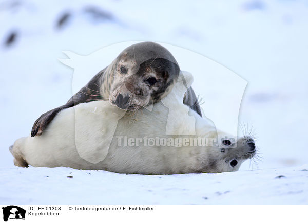 Kegelrobben / grey seals / FF-01308